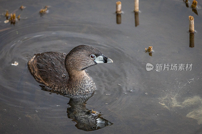 各种各样的喙grebe, pid -billed grebe, American dabchick。